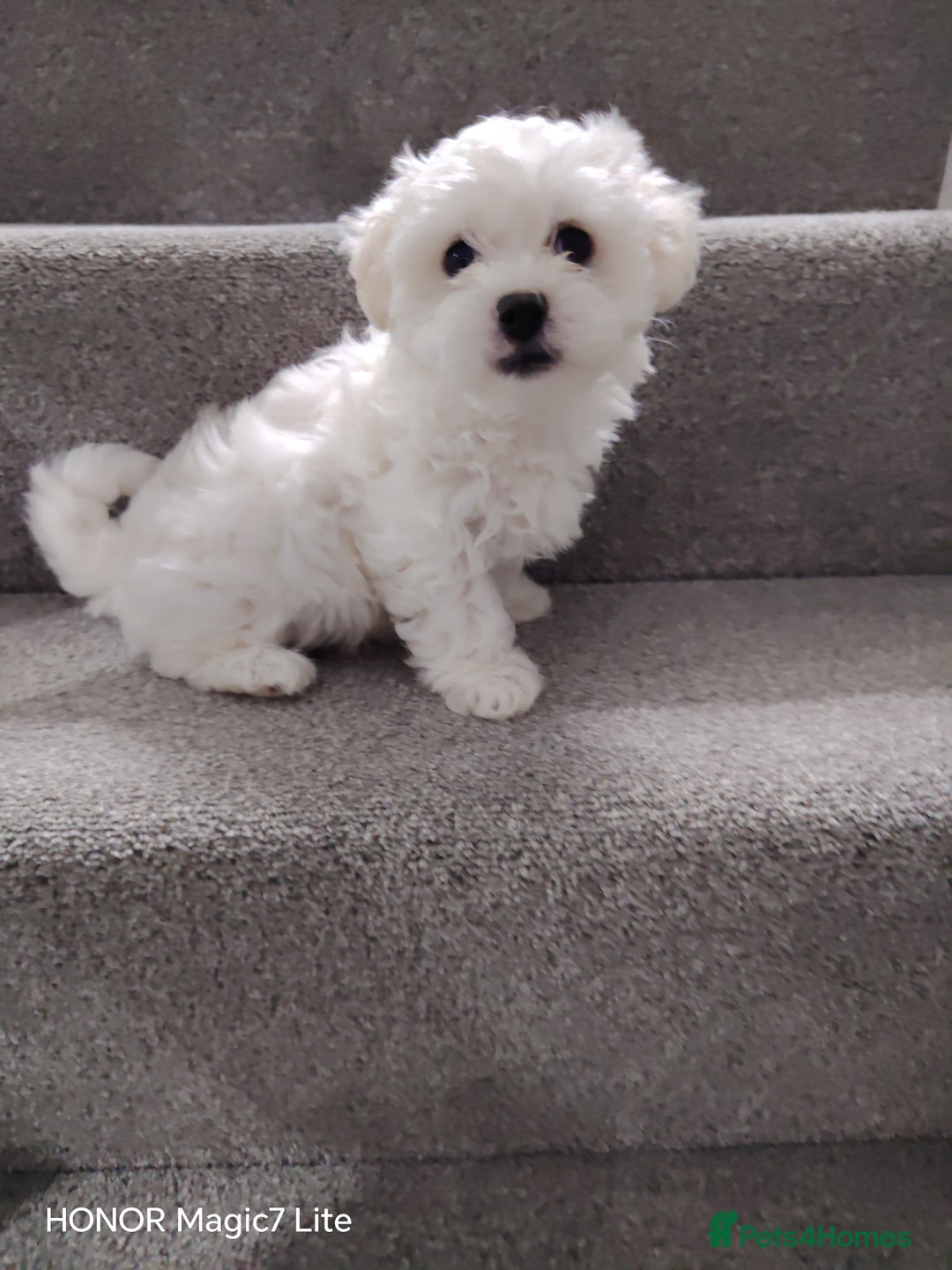 Maltese dogs for sale: Pure Maltese puppies❤️💙 - Image 10