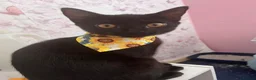 Mixed Breed cats for sale: OSKAR black two year old male  - Advert 4