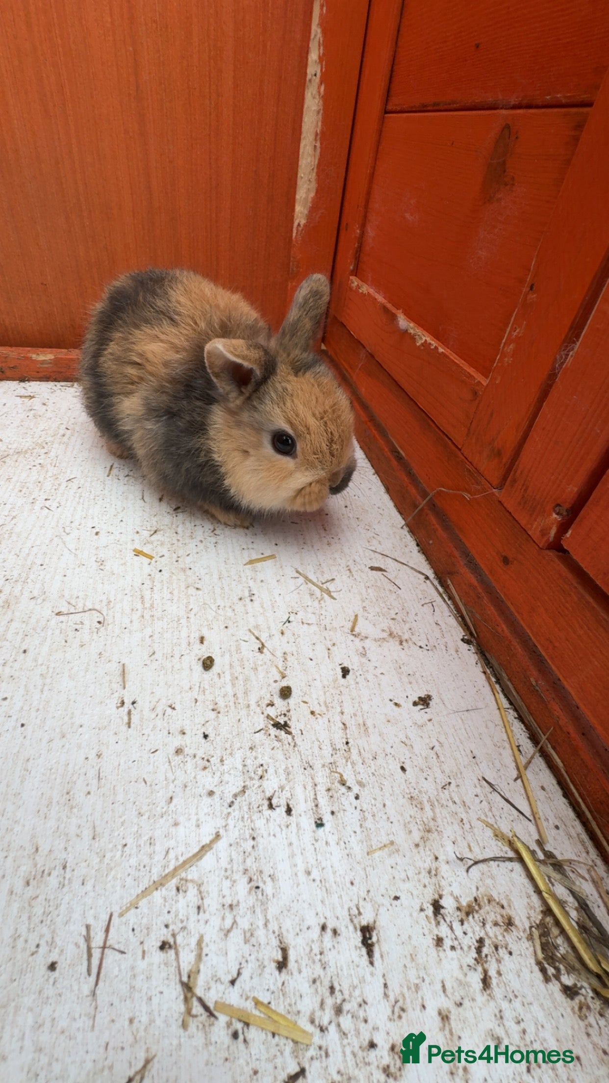 Lionhead rabbits Baby rabbits for sale - Advert 1