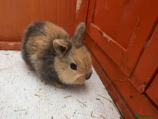Lionhead rabbits Baby rabbits for sale - Advert 1