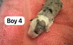 Border Collie dogs for sale: 10 border collies for sale  - Image 9