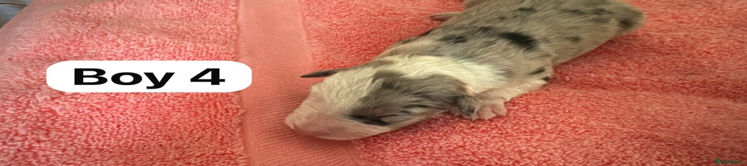 Border Collie Puppy 3