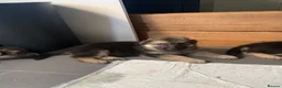 German Shepherd dogs for sale: Quality Straight Backed German Shepherd Puppies - Advert 15