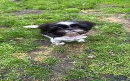 Shih Tzu dogs for sale: Gorgeous Shih Tzu puppy, 4 months old.  - Image 7