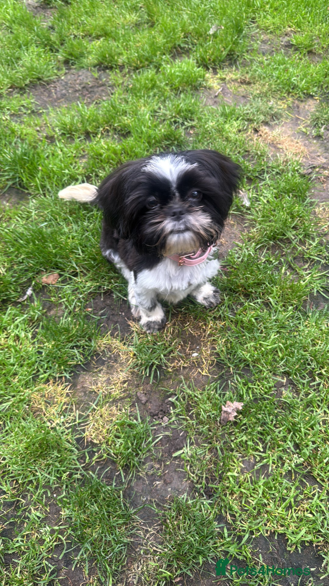 Shih Tzu dogs for sale: Gorgeous Shih Tzu puppy, 4 months old.  - Image 7