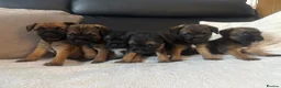 Border Terrier dogs for sale: BORDER TERRIER PUPPIES  in Willenhall - Advert 7