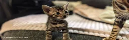Bengal cats for sale: Little Bengal babies  - Advert 14