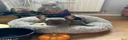 French Bulldog dogs for sale: 3 Gorgeous French Bulldog Puppies – Ready Now! 🐾 - Advert 18