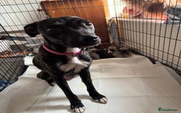 Mixed Breed dogs for sale: Staffordshire terrier puppies  - Image 9