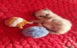 Ragdoll cats for sale: Kitten - Image 9