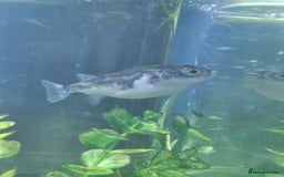 Pufferfish fish for sale: Amazon puffer fish  - Image 1