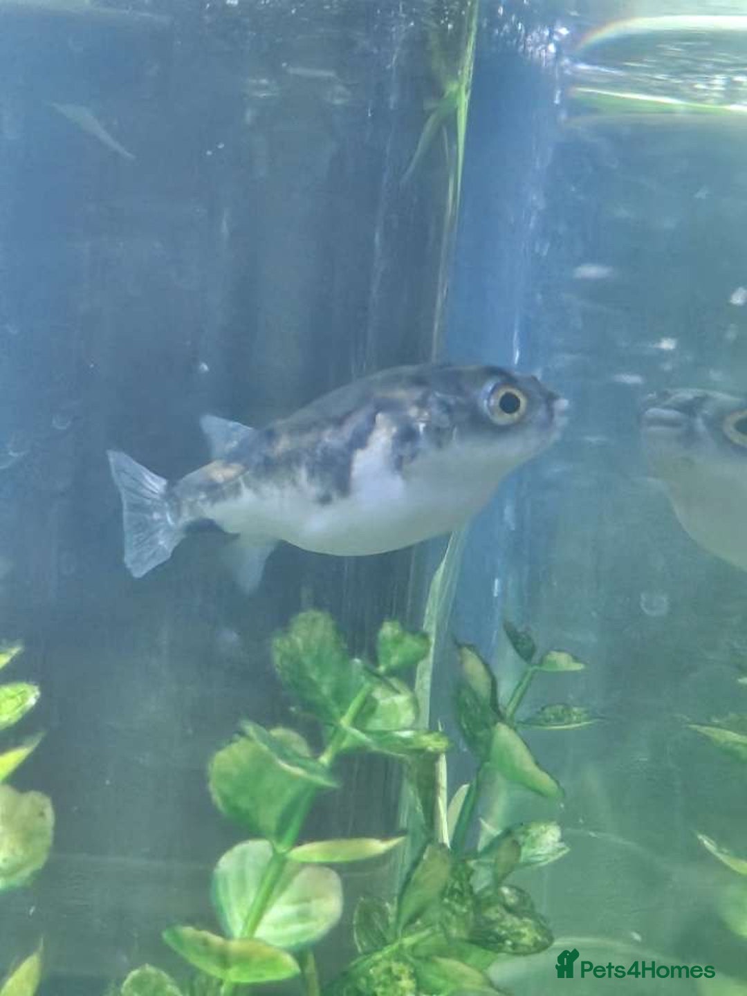 Pufferfish fish for sale: Amazon puffer fish  - Image 1