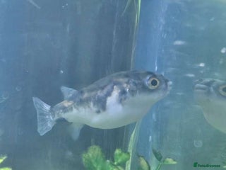 Pufferfish fish - Advert 1