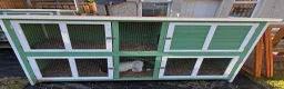 Lionhead rabbits for sale: Black and white rabbit with hutch!  - Advert 1