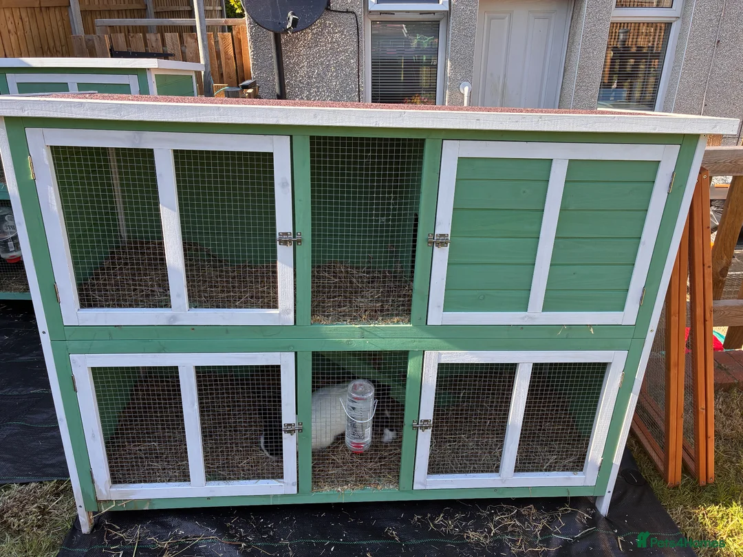 Lionhead rabbits for sale: Black and white rabbit with hutch!  - Advert 1