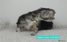 Maine Coon cats for sale: Maine Coon Kittens Silver Imported Shaded Lines - Image 23