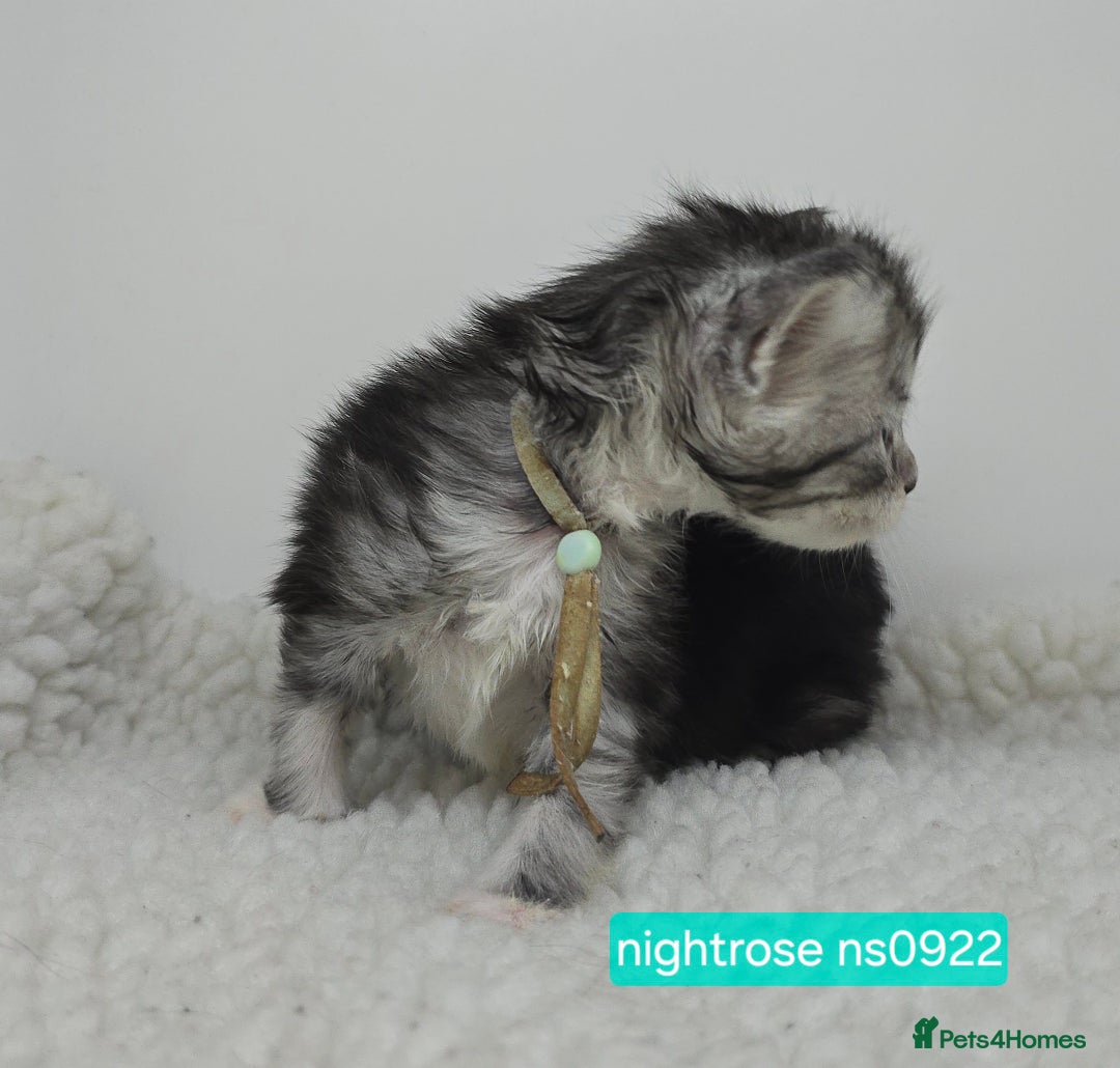 Maine Coon cats for sale: Maine Coon Kittens Silver Imported Shaded Lines - Image 23
