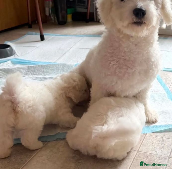 Bichon Frise dogs Bichon Frisé PuppiesSmall Size,Beautiful Character - Advert 4