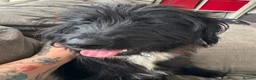 Mixed Breed dogs for sale: Meet millie - Advert 4