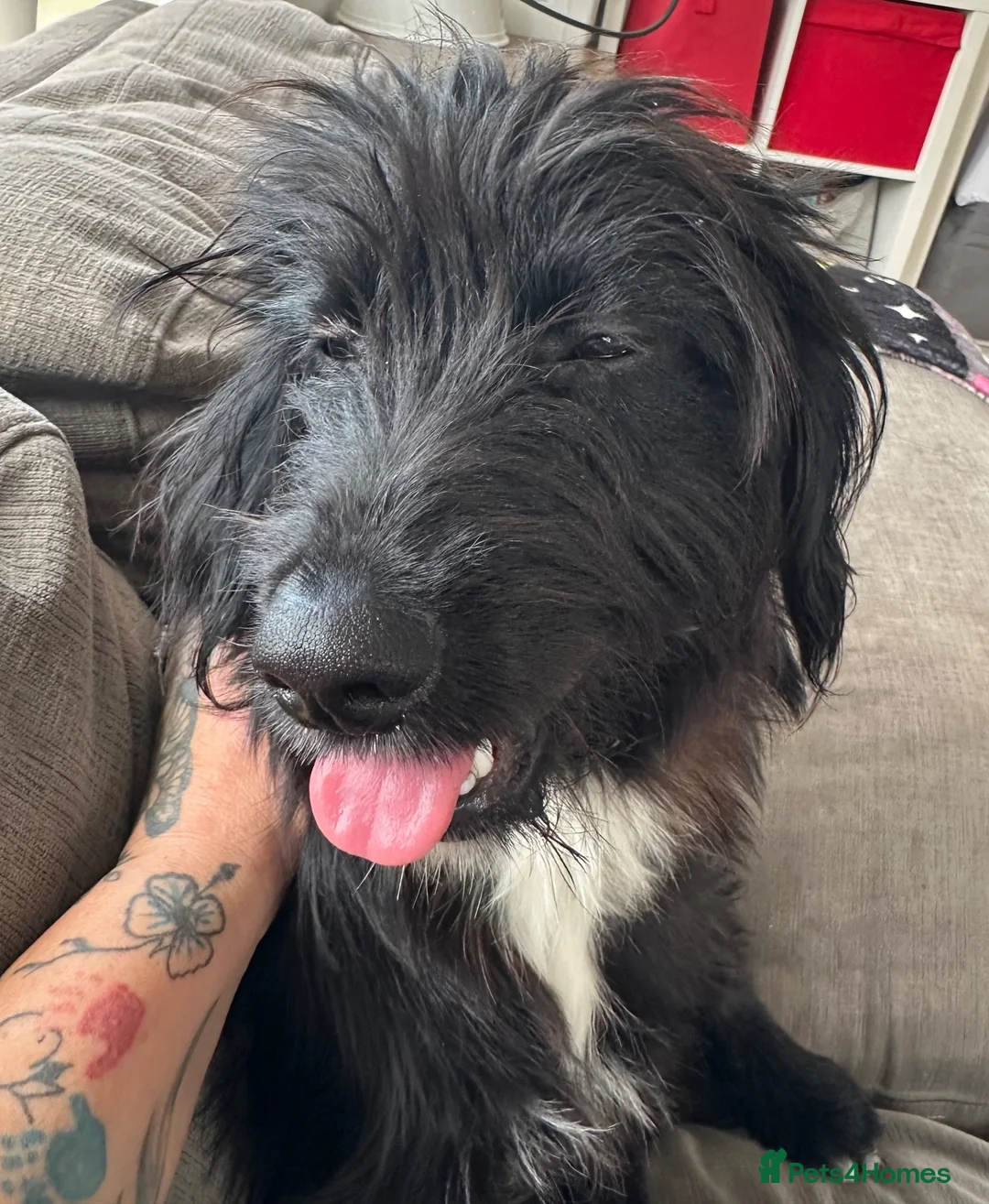 Mixed Breed dogs for sale: Meet millie - Advert 4