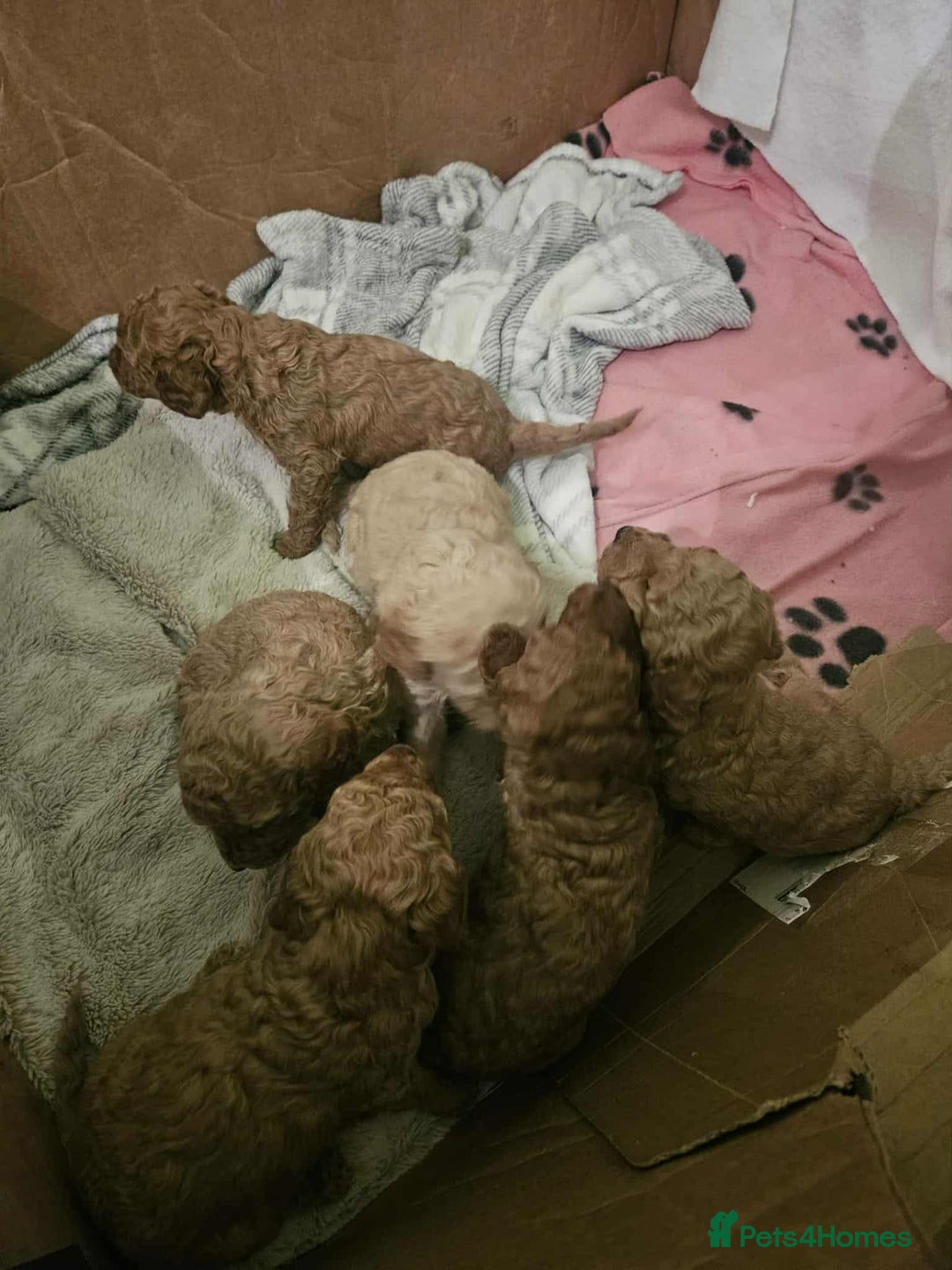 Poodle dogs for sale: miniature poodle puppies for sale (READY NOW ) - Advert 4