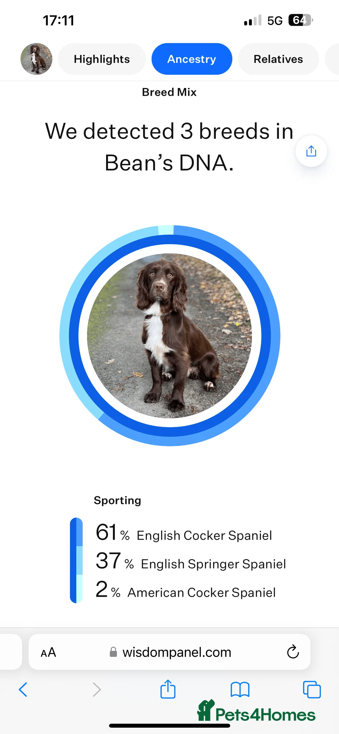 Sprocker dogs for stud: Health tested sprocker for stud in Shrewsbury - Advert 15