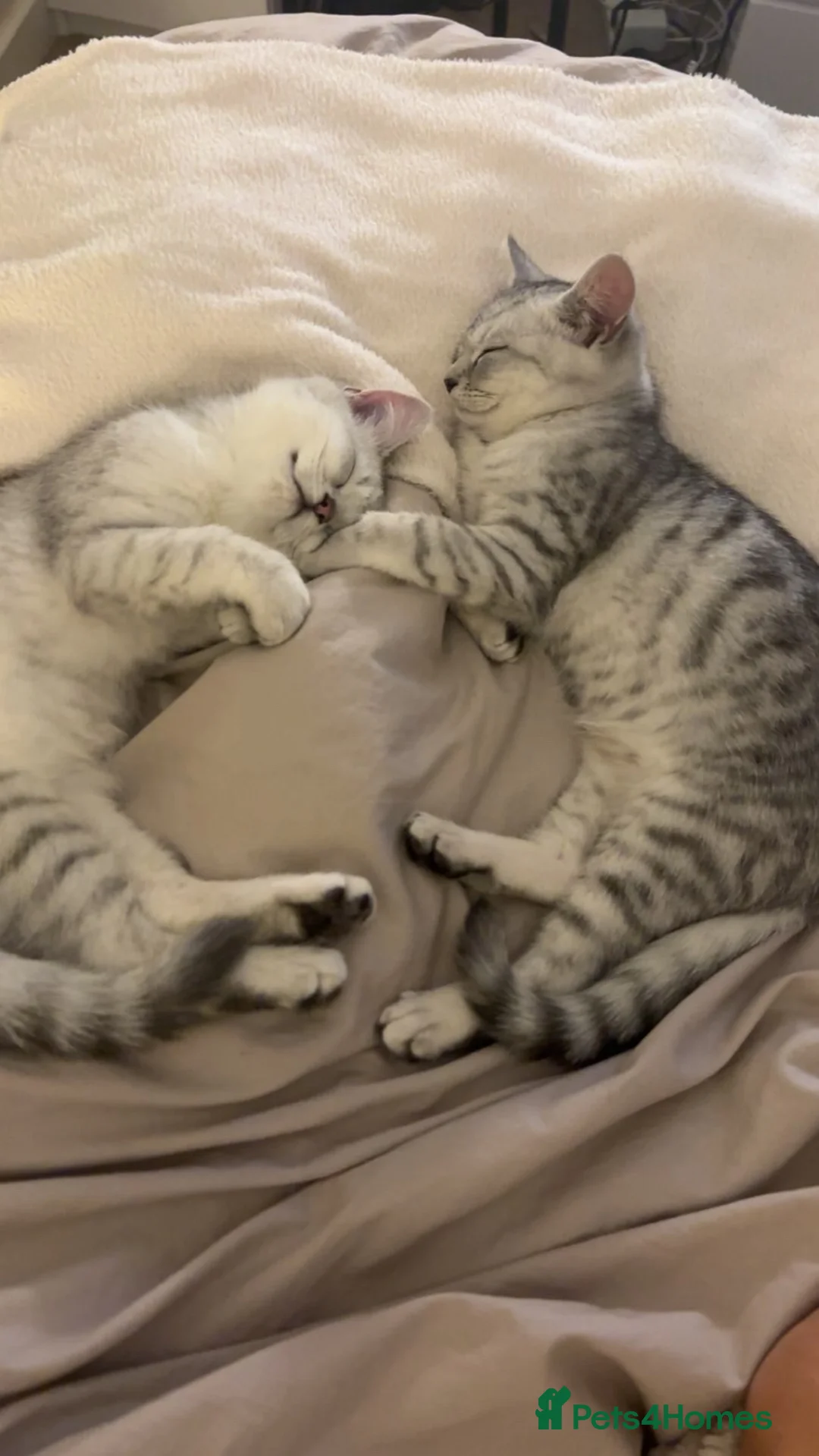 Mixed Breed cats for sale: Persian x Ragdoll kittens - Advert 1