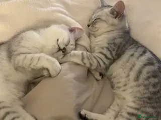 Mixed Breed cats Persian x Ragdoll kittens - Advert 6