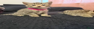 Bengal 4