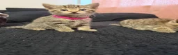Bengal cats for sale: Bengal x tabby kittens  - Advert 7