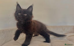 Maine Coon cats for sale: Lovely Maincoon kittens - Image 1