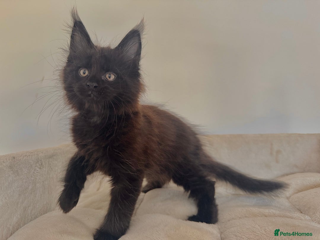 Maine Coon cats for sale: Lovely Maincoon kittens - Image 1