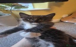 Ragdoll cats for sale: 5 female kittens looking for home - Image 4