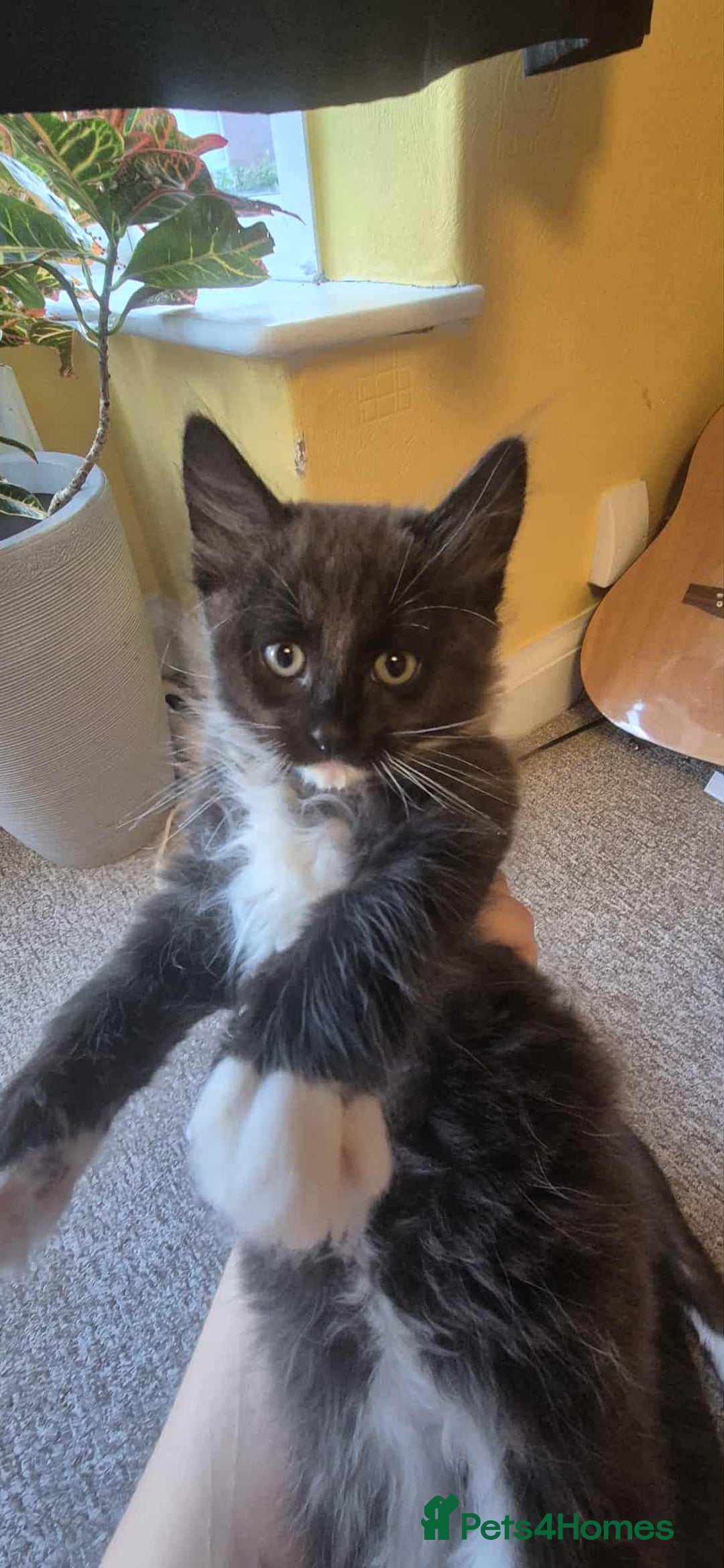 Ragdoll cats for sale: 5 female kittens looking for home - Image 4