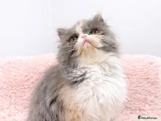 Persian cats 💗 PERSIAN GIRL ON HOLD PENDING VIEWING - Advert 12