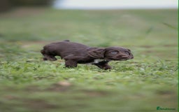 Cocker Spaniel dogs for sale: Litter of beautiful KC registered working cockers - Image 10