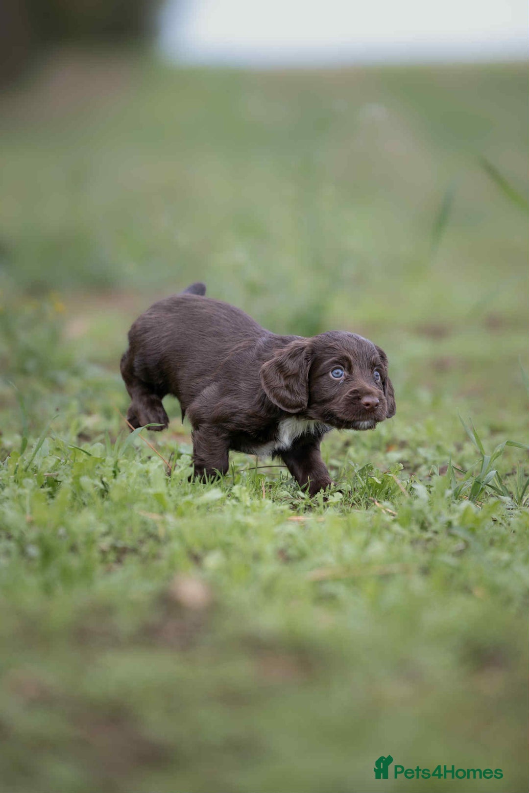Cocker Spaniel dogs for sale: Litter of beautiful KC registered working cockers - Image 10