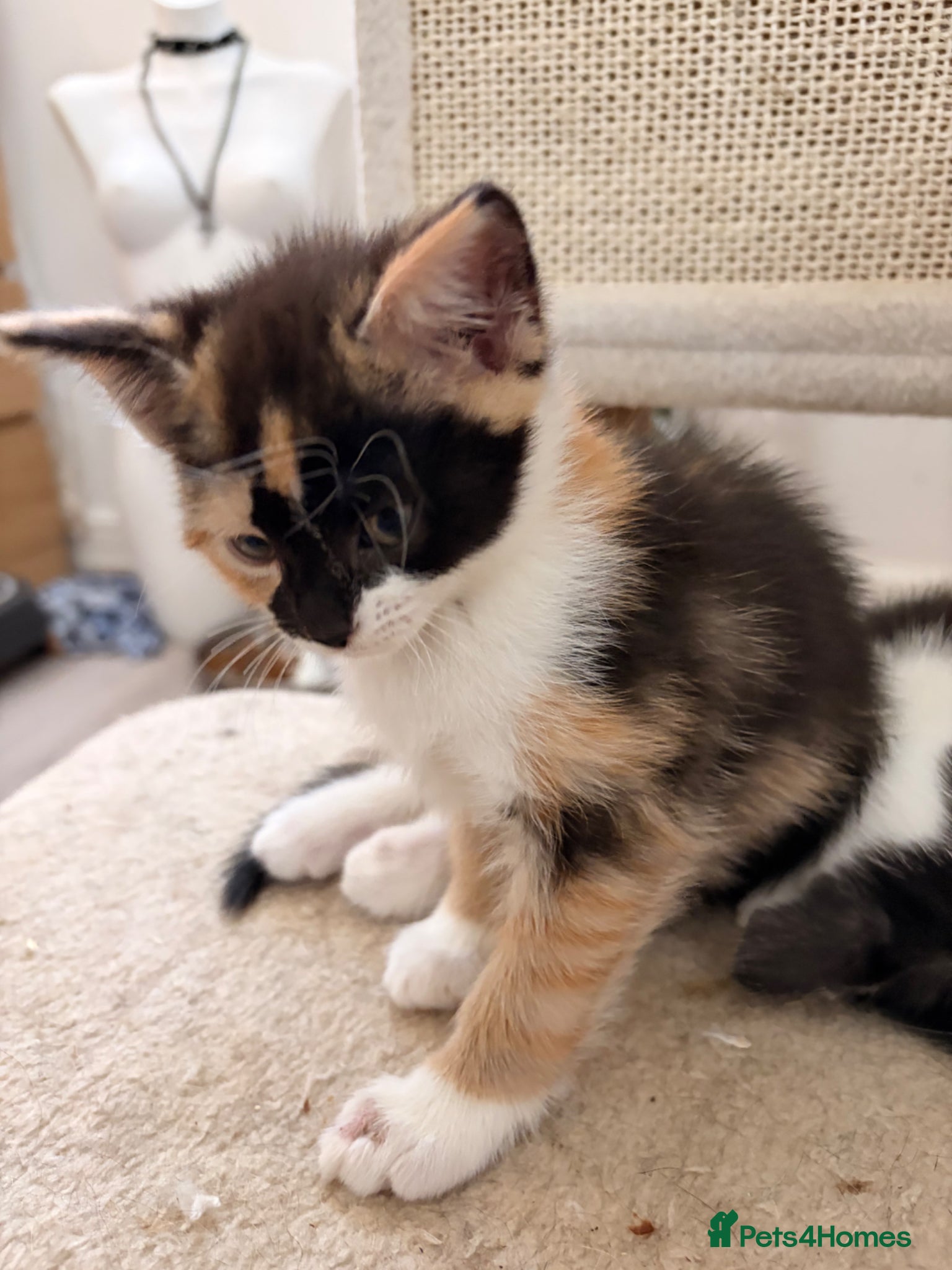 Mixed Breed cats Beautiful kittens - Advert 2