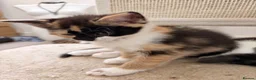 Mixed Breed cats for sale: Beautiful kittens - Advert 2