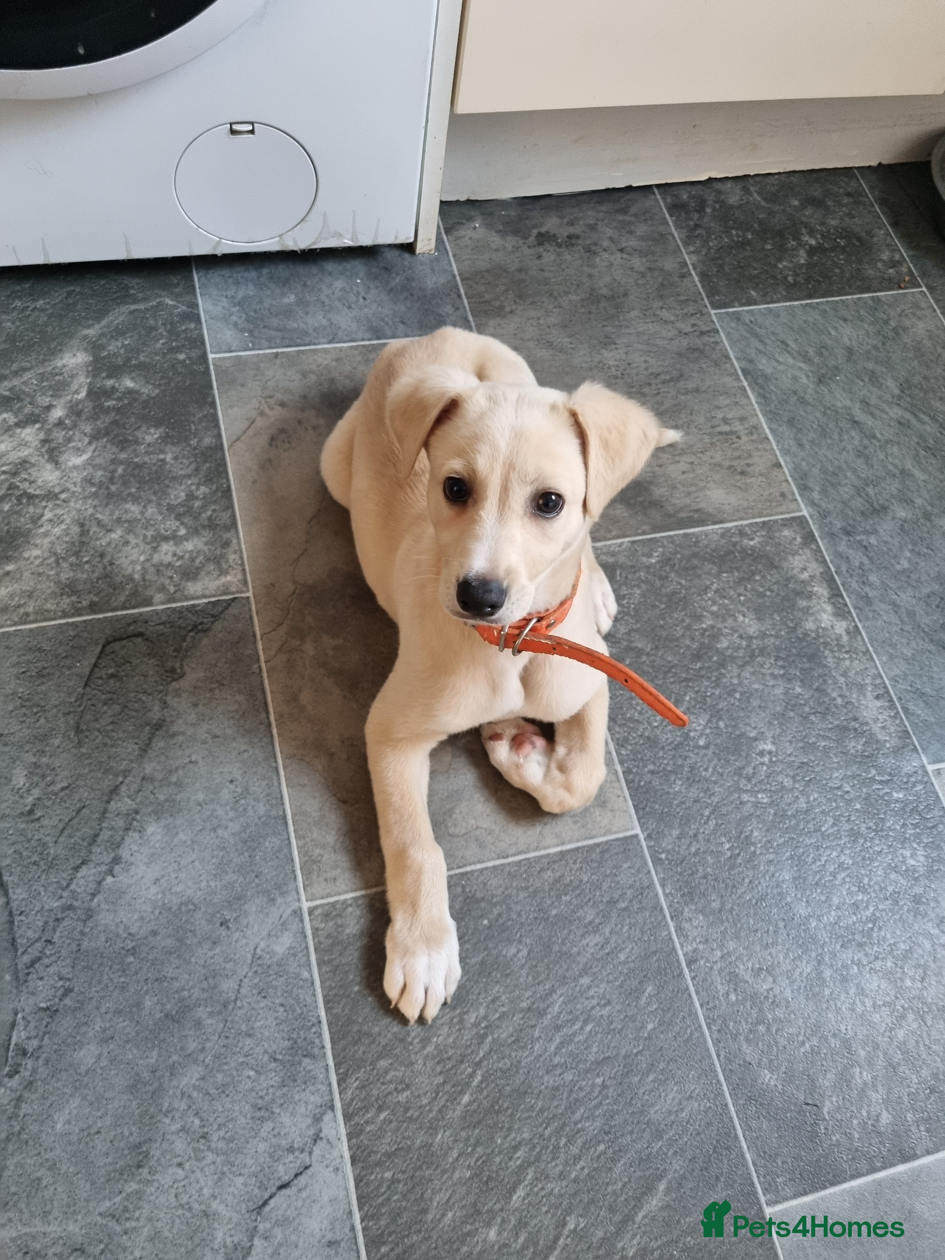 Lurcher dogs Lurcher pup forsale - Advert 5