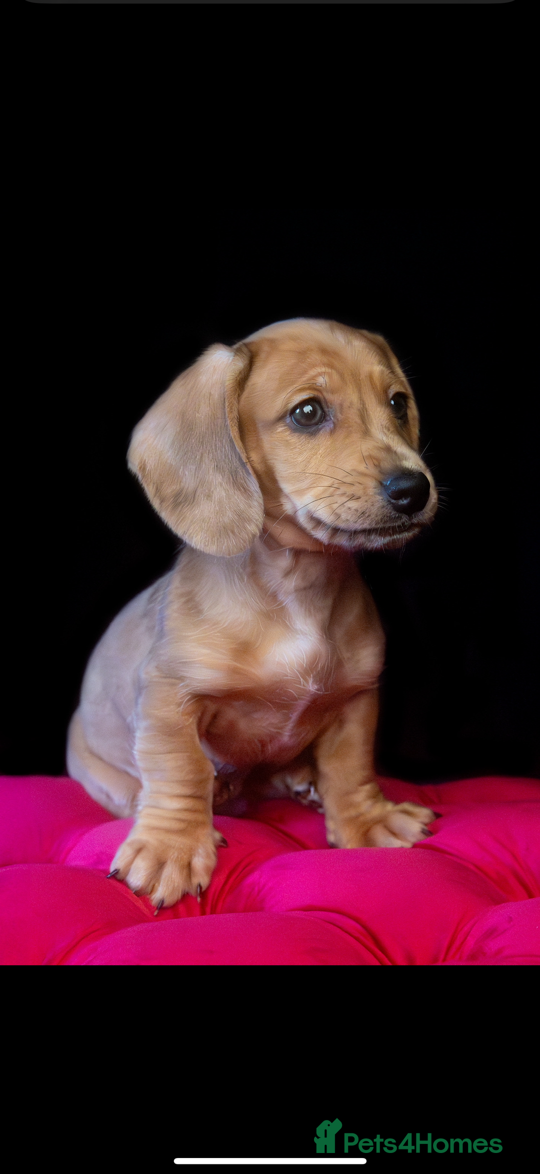 Miniature Dachshund dogs for sale: Tan miniature Dachshund Arlo   - Advert 4