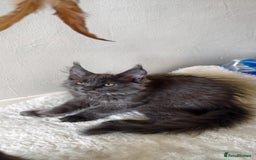Maine Coon cats for sale: 25% OFF PURE MAINE COONS FROM CHAMPION BLOODLINE! - Image 18