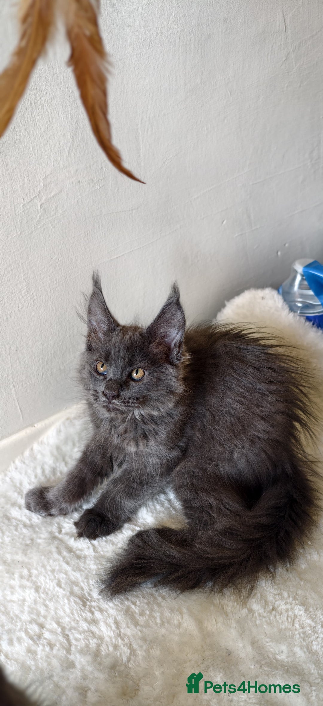 Maine Coon cats for sale: 25% OFF PURE MAINE COONS FROM CHAMPION BLOODLINE! - Image 18