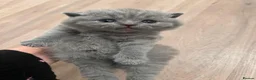 British Shorthair cats for sale: British shorthair kittens  in London - Advert 3