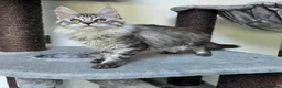 Maine Coon cats for sale: Pedigree Maine Coon Girls–Ready for Forever Homes - Advert 10