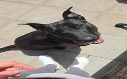 Mixed Breed dogs for sale: English Terrier/Cane Corso 2 year old. - Image 1