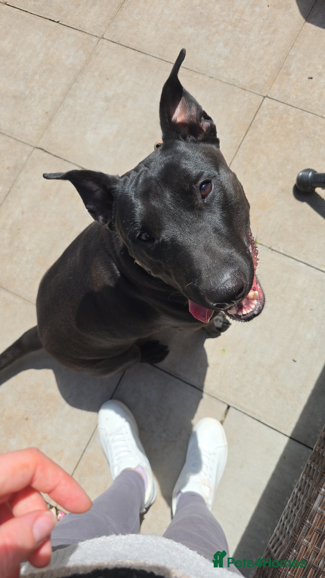 Mixed Breed dogs for sale: English Terrier/Cane Corso 2 year old. - Image 1