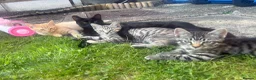 Mixed Breed cats for sale: Beautiful kittens  - Advert 1
