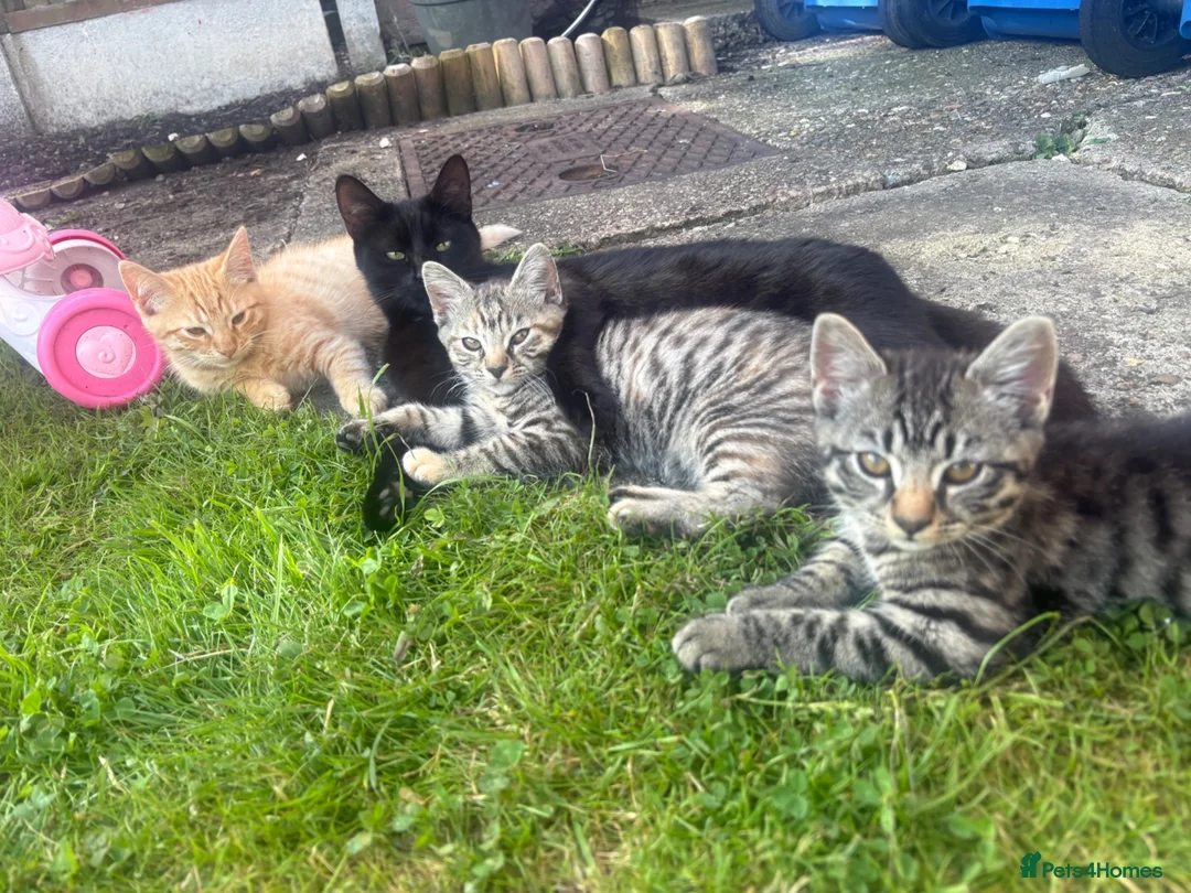 Mixed Breed cats for sale: Beautiful kittens  - Advert 1