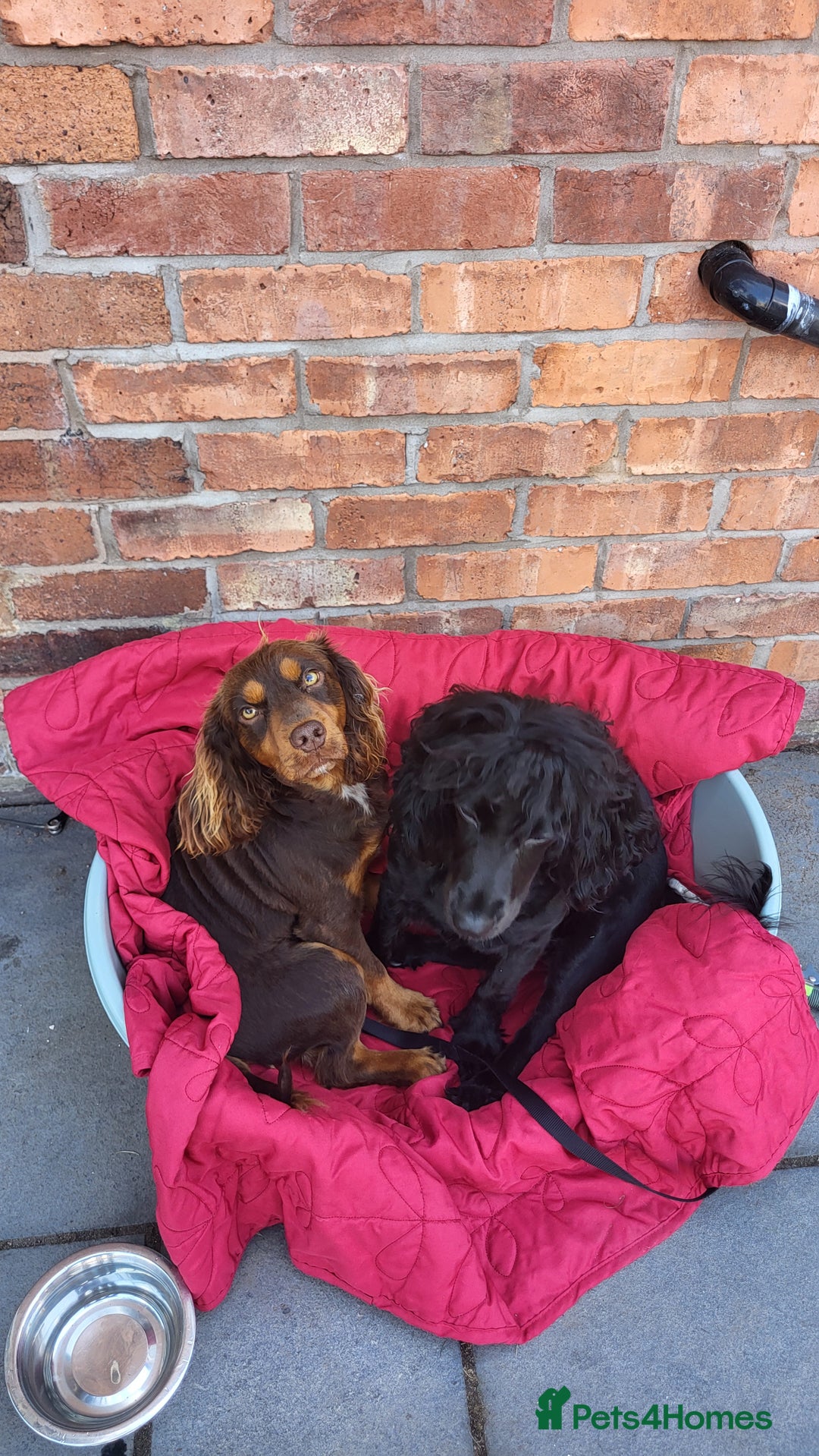 Cocker Spaniel dogs for stud: Choc Tan KC Stud - Advert 3